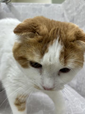 富山県のスコティッシュフォールド (ペットアミ宮野店/2025年7月6日生まれ/男の子/レッドタビーホワイト)の子猫の3枚目の画像