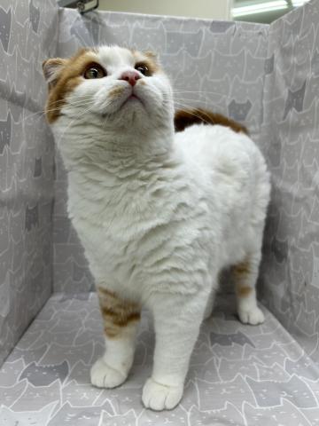 富山県のスコティッシュフォールド (ペットアミ宮野店/2025年7月6日生まれ/男の子/レッドタビーホワイト)の子猫の4枚目の画像