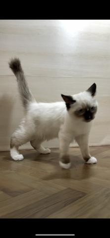 和歌山県のラグドール (ペットアミ 和歌山インター店/2025年8月2日生まれ/男の子/シールポイントシテッド)の子猫の2枚目の画像