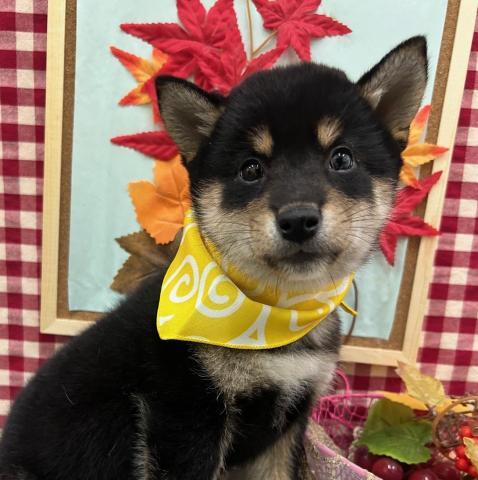 秋田県の柴犬(標準サイズ) (ペットアミ 秋田卸町店/2025年9月11日生まれ/男の子/ブラック)の子犬