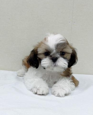 富山県のシーズー (ペットアミ宮野店/2025年9月20日生まれ/男の子/ホワイトゴールド)の子犬の1枚目の画像