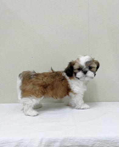 富山県のシーズー (ペットアミ宮野店/2025年9月20日生まれ/男の子/ホワイトゴールド)の子犬の2枚目の画像