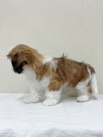 富山県のシーズー (ペットアミ宮野店/2025年9月20日生まれ/男の子/ホワイトゴールド)の子犬の4枚目の画像