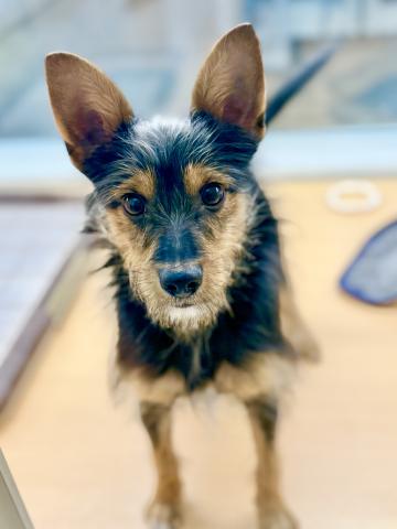 新潟県のハーフ犬・ミックス犬 (ペットアミ 柏崎店/2025年6月8日生まれ/男の子/その他色)の子犬の1枚目の画像