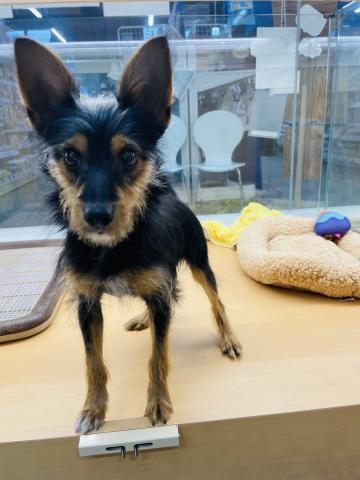 新潟県のハーフ犬・ミックス犬 (ペットアミ 柏崎店/2025年6月8日生まれ/男の子/その他色)の子犬の3枚目の画像