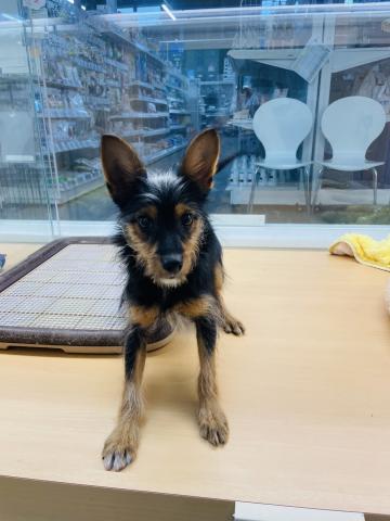 新潟県のハーフ犬・ミックス犬 (ペットアミ 柏崎店/2025年6月8日生まれ/男の子/その他色)の子犬の4枚目の画像