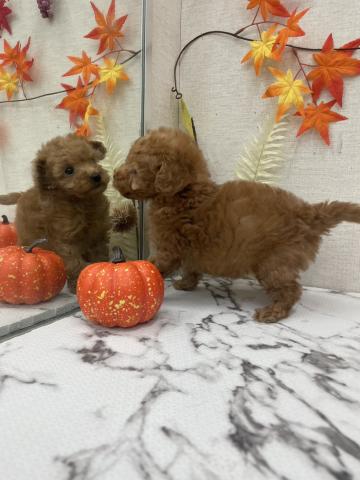 秋田県のトイプードル(トイ) (ペットアミ 能代東インター店/2025年9月20日生まれ/男の子/レッド)の子犬の3枚目の画像