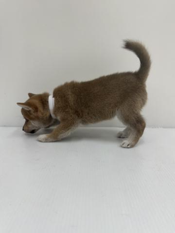 和歌山県の柴犬(標準サイズ) (ペットアミ 紀ノ川店/2025年8月15日生まれ/女の子/赤)の子犬の2枚目の画像