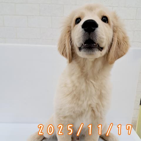 秋田県のゴールデンレトリバー (ペットアミ 秋田卸町店/2025年7月19日生まれ/男の子/ゴールド)の子犬の3枚目の画像