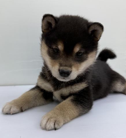 秋田県の柴犬(標準サイズ) (ペットアミ 本荘インター店/2025年9月27日生まれ/女の子/ブラック)の子犬の2枚目の画像