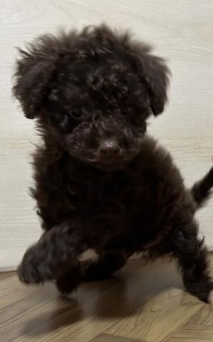 和歌山県のトイプードル(トイ) (ペットアミ 和歌山インター店/2025年8月23日生まれ/男の子/ブラウン)の子犬の1枚目の画像