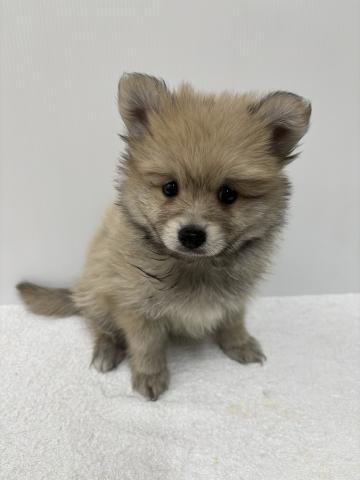 新潟県のポメラニアン (ペットアミ 加茂店/2025年9月26日生まれ/男の子/クリーム)の子犬の2枚目の画像