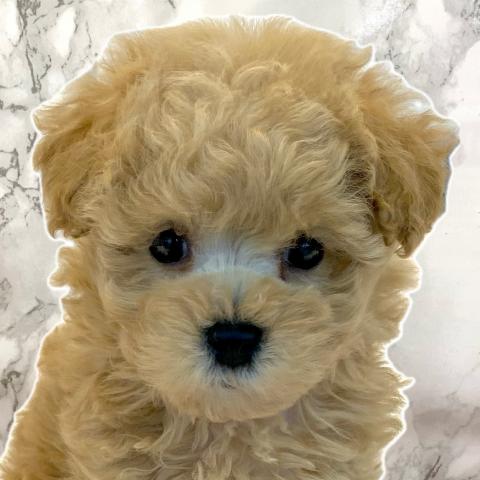 埼玉県のマルプー(マルチーズ×プードル) (NICO PET 三郷店/2025年9月22日生まれ/男の子/アプリコット)の子犬