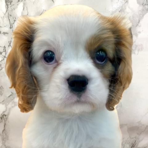 埼玉県のキャバリアキングチャールズスパニエル (NICO PET 三郷店/2025年10月4日生まれ/女の子/ブレンハイム)の子犬の1枚目の画像