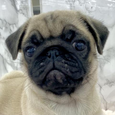 埼玉県のパグ (NICO PET 三郷店/2025年10月3日生まれ/女の子/フォーン)の子犬