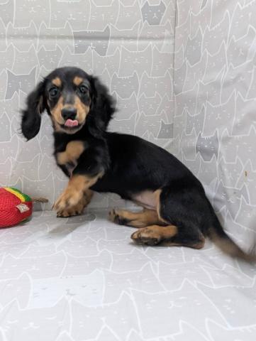 富山県のミニチュアダックスフンド(ロング) (ペットアミ宮野店/2025年9月15日生まれ/女の子/ブラックタン)の子犬の2枚目の画像