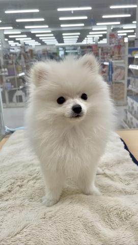 三重県のポメラニアン (ペットアミ 明和店/2025年8月16日生まれ/女の子/クリーム)の子犬