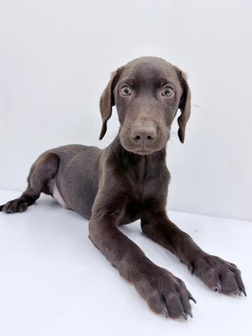 和歌山県のラブラドールレトリーバー (ペットアミ 紀ノ川店/2025年7月26日生まれ/男の子/チョコレート)の子犬の1枚目の画像