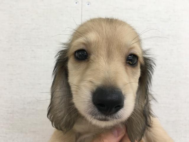 群馬県のミニチュアダックスフンド(ロング) (ペットアミ 前橋店/2025年8月1日生まれ/男の子/シェーデットイエロー)の子犬