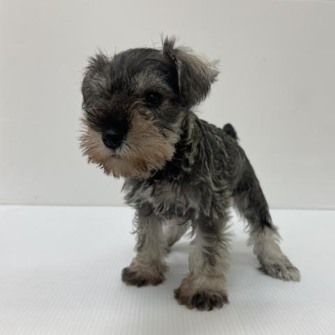 新潟県のミニチュアシュナウザー (ペットアミ 新発田店/2025年8月15日生まれ/男の子/ソルトペッパー)の子犬の3枚目の画像