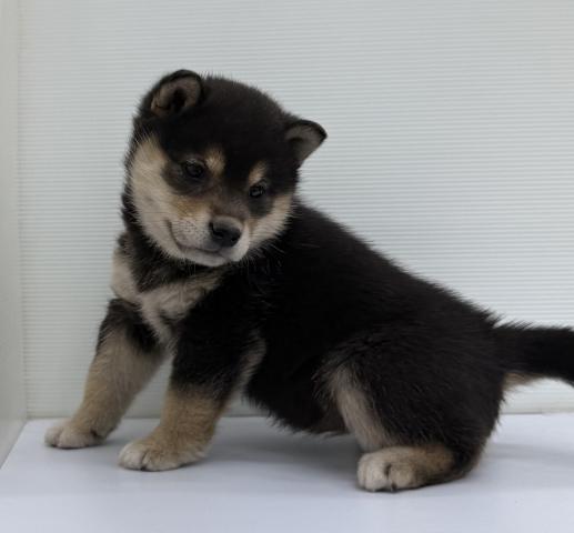 秋田県の柴犬(標準サイズ) (ペットアミ 本荘インター店/2025年9月27日生まれ/女の子/ブラック)の子犬の3枚目の画像