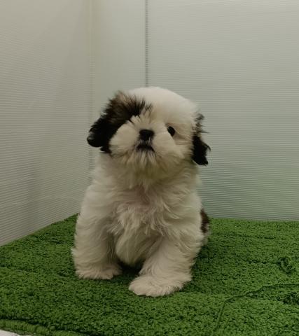 秋田県のシーズー (ペットアミ 本荘インター店/2025年9月27日生まれ/男の子/ホワイトゴールド)の子犬の2枚目の画像
