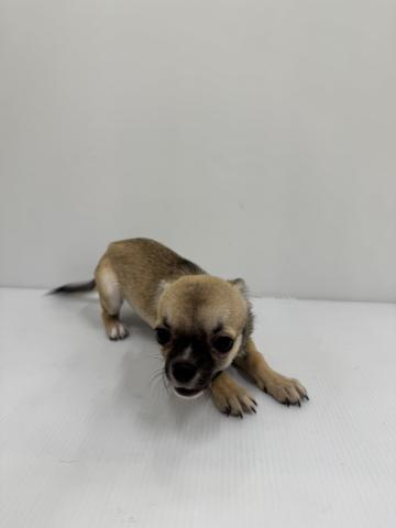 チワワ（スムースコート）