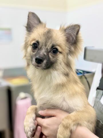 新潟県のペキポメ/ポメペキ(ペキニーズ×ポメラニアン) (ペットアミ 柏崎店/2025年2月8日生まれ/女の子/オレンジ)の子犬