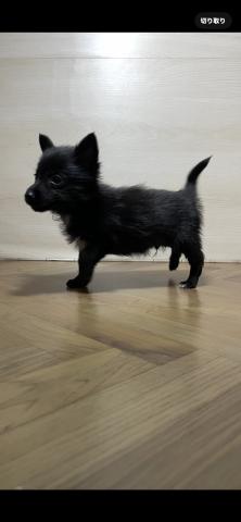 和歌山県のハーフ犬・ミックス犬 (ペットアミ 和歌山インター店/2025年9月12日生まれ/男の子/ブラック)の子犬の2枚目の画像