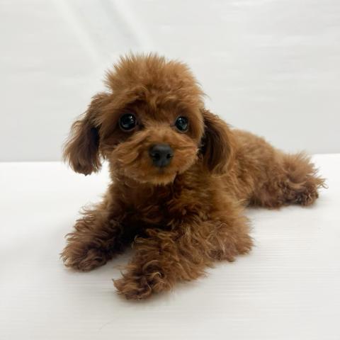 和歌山県のトイプードル(トイ) (ペットアミ 岩出店/2025年7月26日生まれ/男の子/レッド)の子犬の1枚目の画像