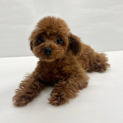 和歌山県のトイプードル(トイ) (ペットアミ 岩出店/2025年7月26日生まれ/男の子/レッド)の子犬の2枚目の画像