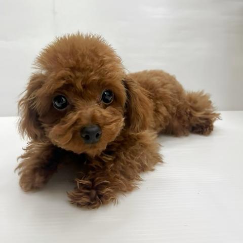 和歌山県のトイプードル(トイ) (ペットアミ 岩出店/2025年7月26日生まれ/男の子/レッド)の子犬の3枚目の画像