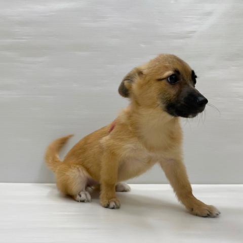 和歌山県のハーフ犬・ミックス犬 (ペットアミ 岩出店/2025年9月29日生まれ/女の子/セーブルホワイト)の子犬の2枚目の画像