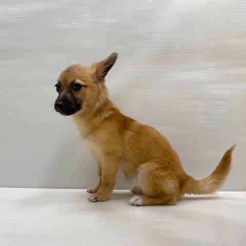 和歌山県のハーフ犬・ミックス犬 (ペットアミ 岩出店/2025年9月29日生まれ/女の子/セーブルホワイト)の子犬の3枚目の画像