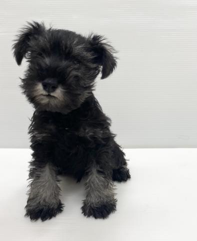和歌山県のミニチュアシュナウザー (ペットアミ 岩出店/2025年10月4日生まれ/男の子/ブラックシルバー)の子犬の2枚目の画像