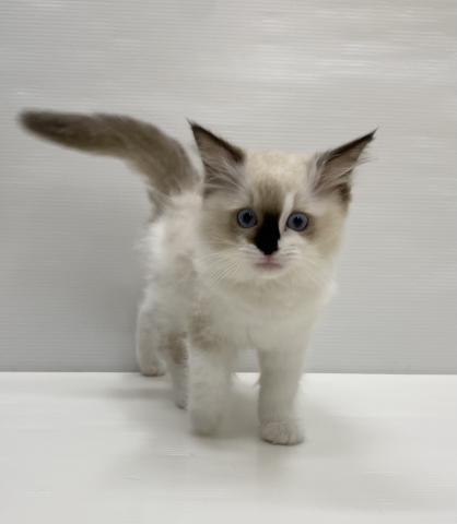 和歌山県のラグドール (ペットアミ 岩出店/2025年8月21日生まれ/女の子/シールポイントバイカラー)の子猫の1枚目の画像