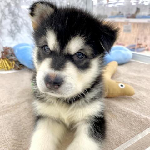 アラスカンマラミュート