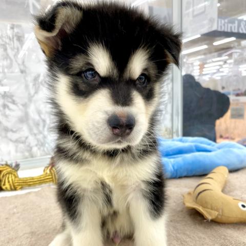 アラスカンマラミュート