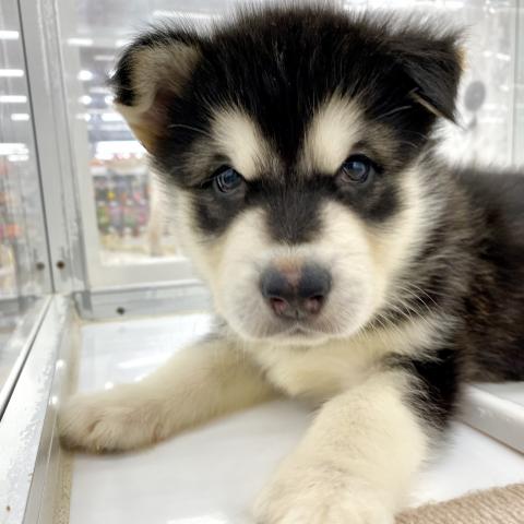 アラスカンマラミュート