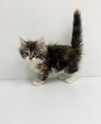 ノルウェージャンフォレストキャット