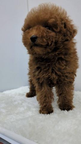 トイプードル