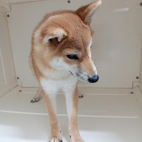 富山県の柴犬(標準サイズ) (ペットアミ宮野店/2025年7月13日生まれ/男の子/赤)の子犬の2枚目の画像