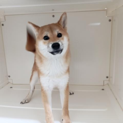 富山県の柴犬(標準サイズ) (ペットアミ宮野店/2025年7月13日生まれ/男の子/赤)の子犬の3枚目の画像