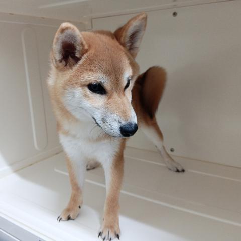 富山県の柴犬(標準サイズ) (ペットアミ宮野店/2025年7月13日生まれ/男の子/赤)の子犬の4枚目の画像