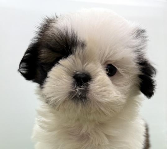 秋田県のシーズー (ペットアミ 本荘インター店/2025年9月27日生まれ/男の子/ホワイトゴールド)の子犬