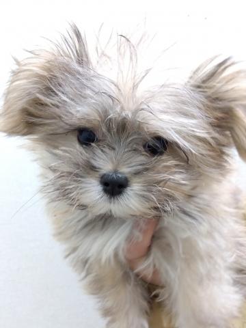 新潟県のハーフ犬・ミックス犬 (ペットアミ 小千谷店/2025年9月23日生まれ/男の子/フォーン)の子犬