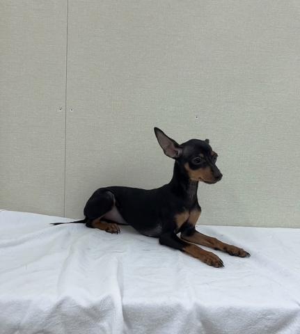 富山県のミニチュアピンシャー (ペットアミ宮野店/2025年8月16日生まれ/女の子/ブラックタン)の子犬の2枚目の画像