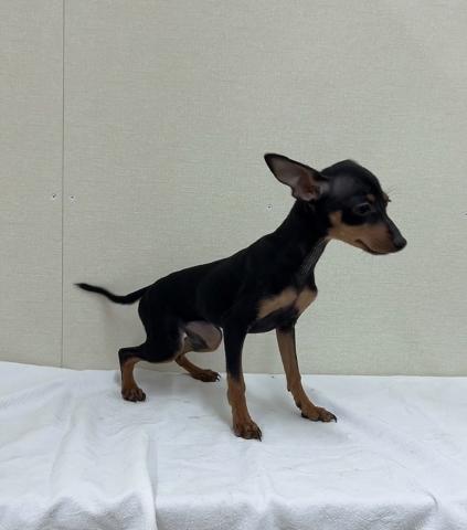 富山県のミニチュアピンシャー (ペットアミ宮野店/2025年8月16日生まれ/女の子/ブラックタン)の子犬の3枚目の画像