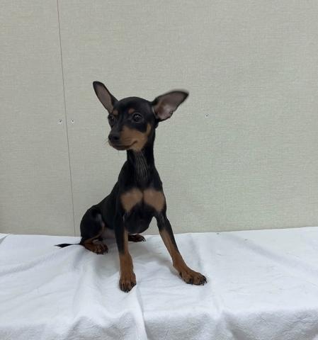 富山県のミニチュアピンシャー (ペットアミ宮野店/2025年8月16日生まれ/女の子/ブラックタン)の子犬の4枚目の画像