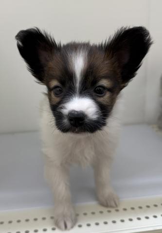 秋田県のパピヨン (ペットアミ 本荘インター店/2025年10月3日生まれ/女の子/ホワイトブラウン)の子犬